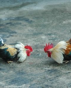 pelea de gallos